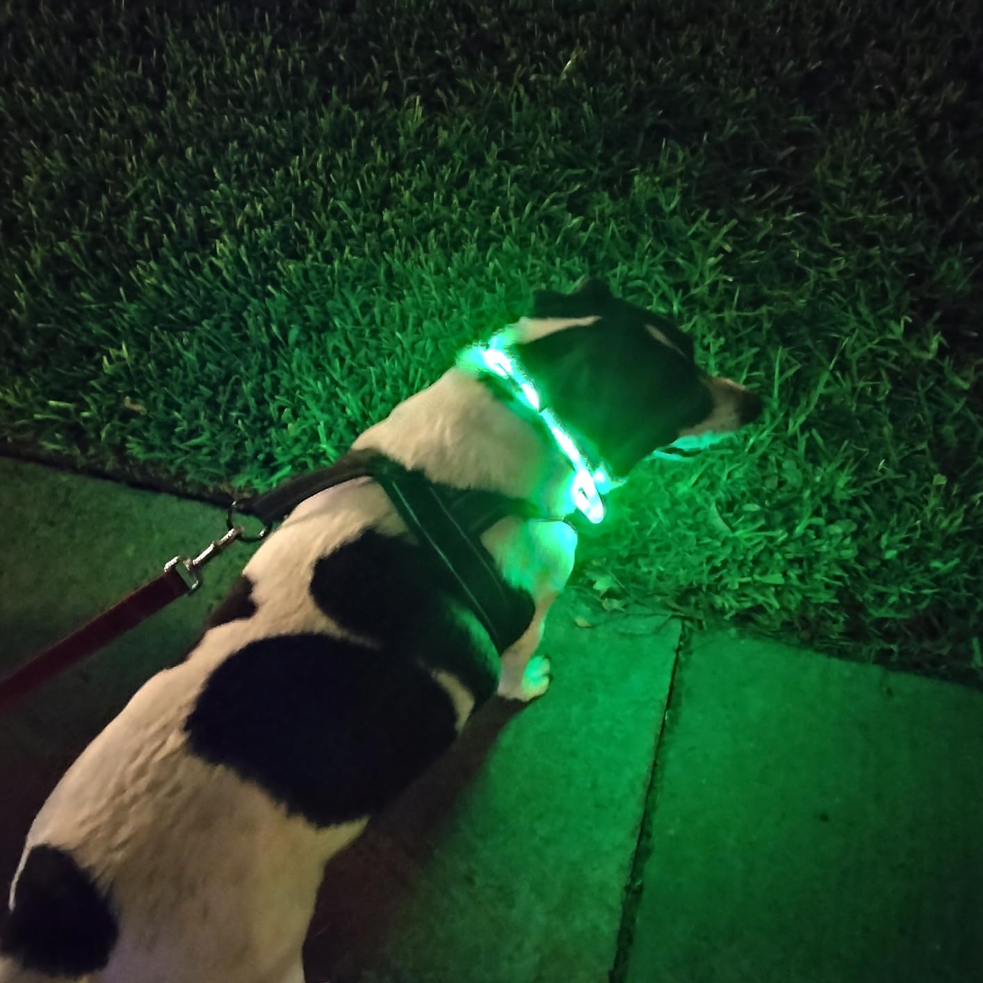 Silicone LED Dog Collar,USB Re - đánh giá và giá Dog Muzzle Silicone