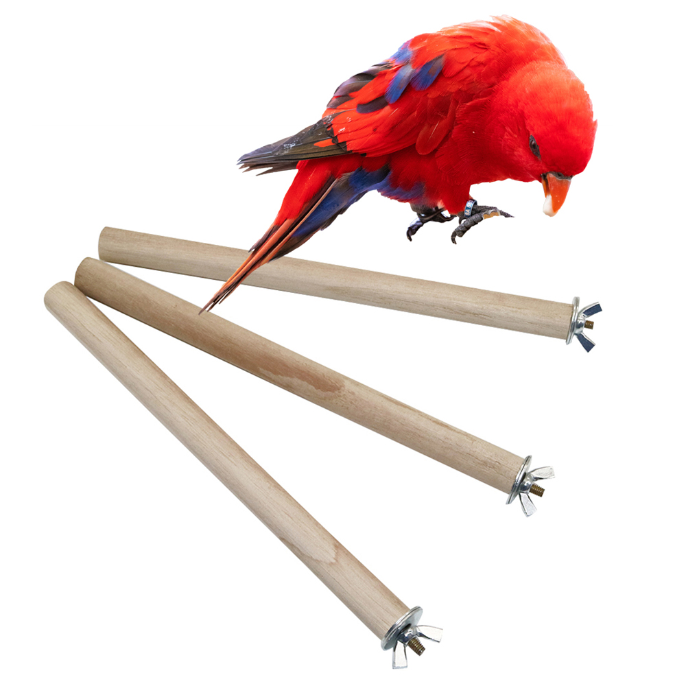 1 Con Vẹt Pigeon Thú Cưng Chim - đánh giá và giá Pet Supplies Login